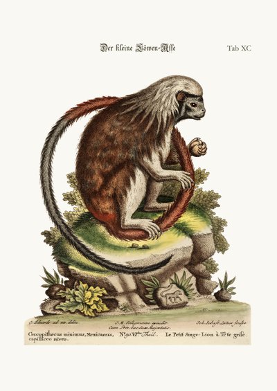 The Little Lion-Monkey, 1749-73 by George Edwards